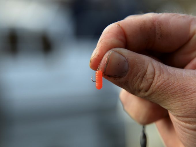 Spaghetti Worms