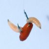 LS-2210S HOOKS BLUE