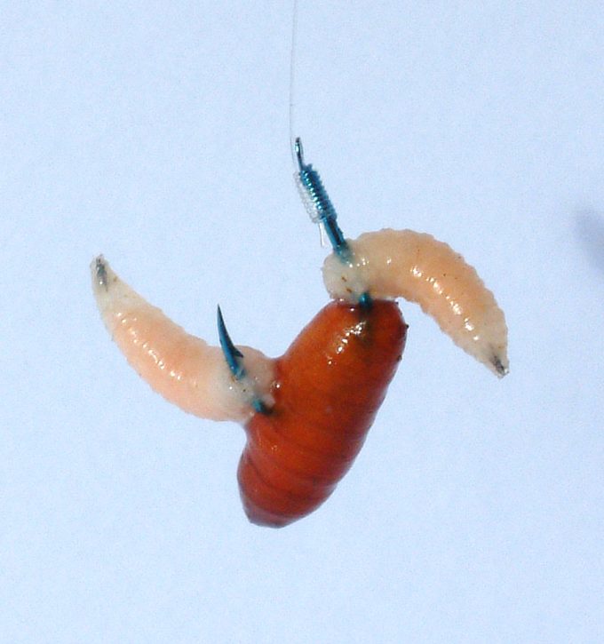 LS-2210S HOOKS BLUE