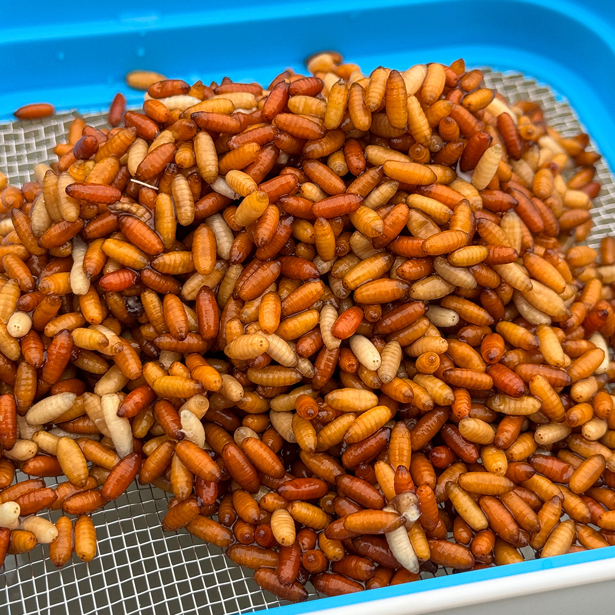 Bait Tubs 1600 ml + Closed lid + Metal Riddle