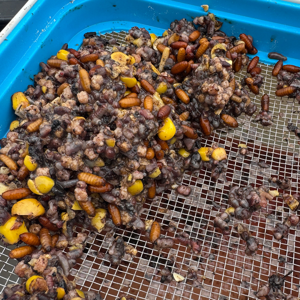 Bait Tubs 1600 ml + Closed lid + Metal Riddle